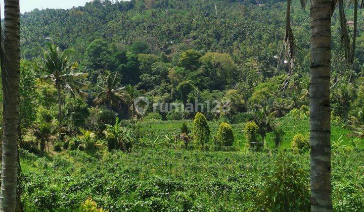 25.570 Sqm Land Freehold in Mayong, Buleleng 2