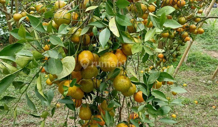 Orange garden in Kintamani 1