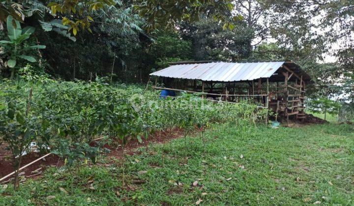 TANAH LAHAN PETERNAKAN DAN PERKEBUNAN ASRI DI TANJUNGSARI BOGOR 2