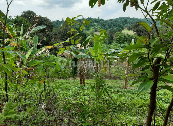 Tanah padat di Semboja Kutai Keetanegara Kaltim bentuk kotak cocok unt dibangun, unt lahan kebun dll dengan harga miring 2