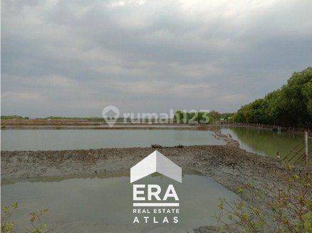 Investasi Tambak Bandeng di dusun Tambak Bulusan, Karang Tengah, Demak 2