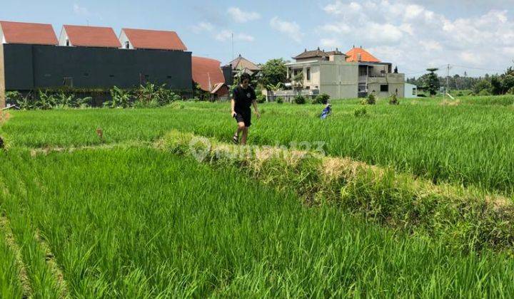 Tanah full view sawah dekat jalan utama nego sampai deal 2