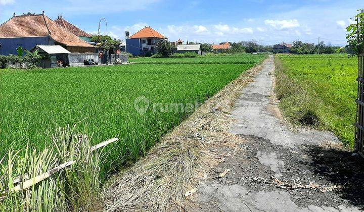 Super cool land with views of paddy fields and rice fields 2