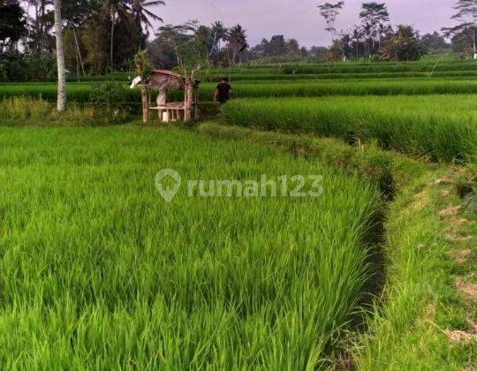 Tanah 37 are view cantik harga murah di ubud 2