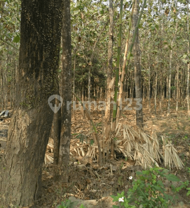 tanah industri di lebak Rangkasbitung 2