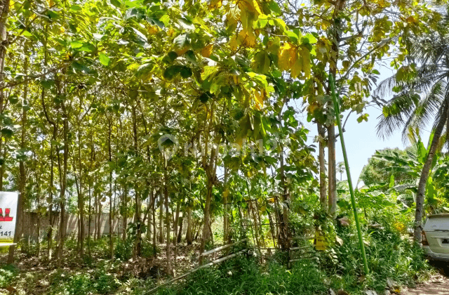TANAH BANYUWANGI HUTAN JATI BEA.A047 1