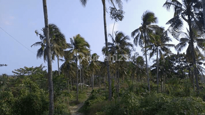 tanah agribinta Cianjur 2