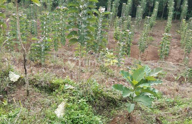 Balinese land, bedugul location suitable for resort 2