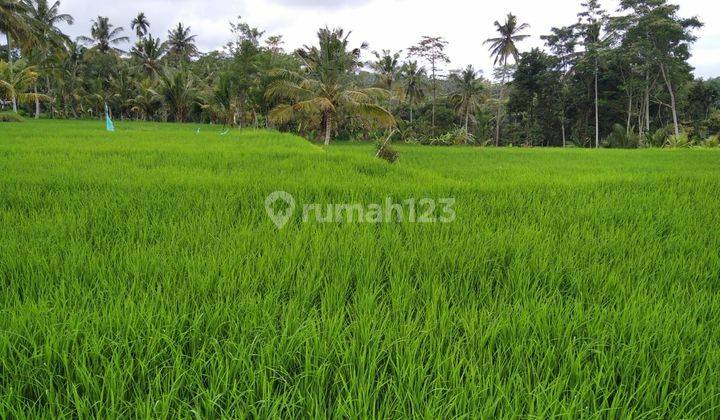 Large rice field 20 acres priced at 50 million/are negotiable until deal 1