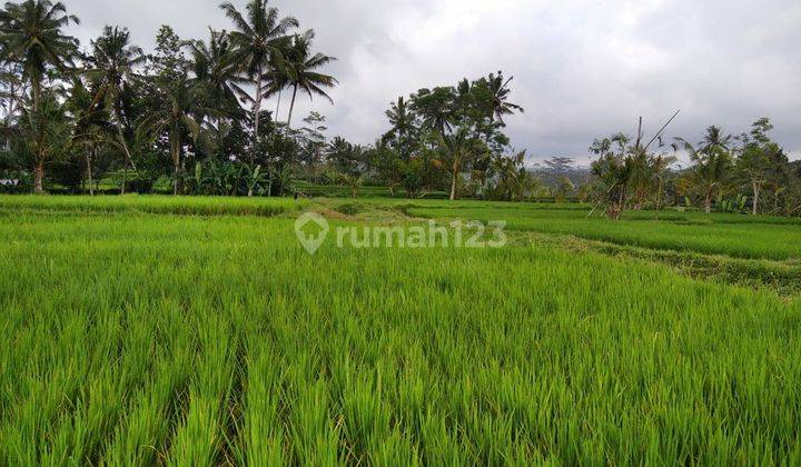 Large rice field 20 acres priced at 50 million/are negotiable until deal 2