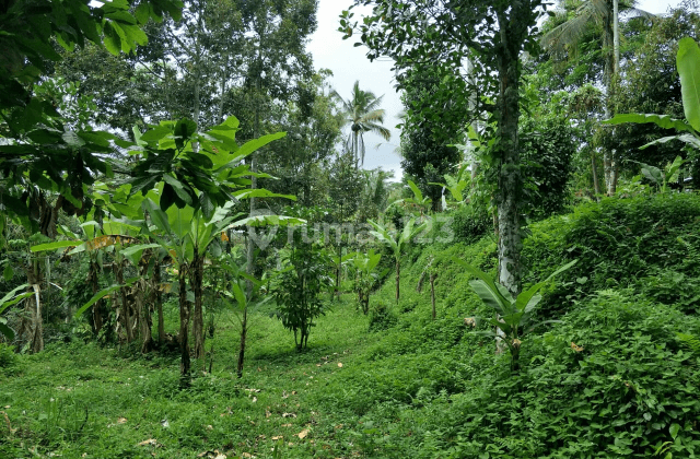 Tanah Kebun Di Petang 2