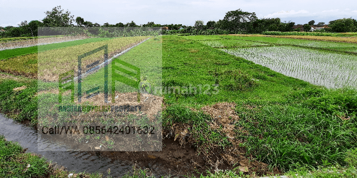 Tanah sawah dengan air melimpah di pengging Banyudono Boyolali 2