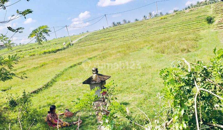 TANAH STRATEGIS VIEW SAWAH TABANAN 2