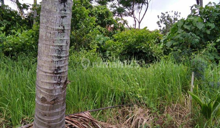 Cheap land in Ubud with an area of 4 acres priced at 150 million/acre 2