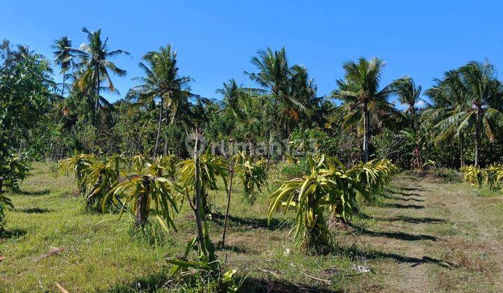 Tanah Lahan Komersial Murah 350 ribu/m Luas 20.000m di Jembrana Bali 2