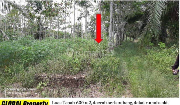 Tanah berisi tanaman jabon dekat Itera kota baru 1