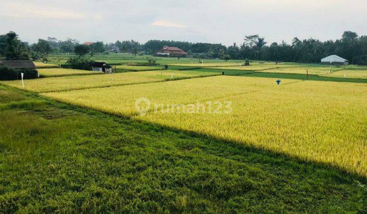 Tanah view sawah sdh di aspek paling murah di ubud cocok villa dan resto 1