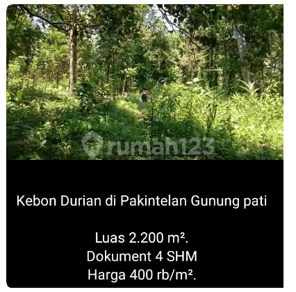 Tanah Kebun Durian di Pakintelan Gunungpati Semarang 1