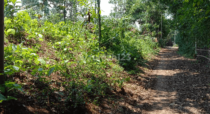 Tanah Kebun Durian di Pakintelan Gunungpati Semarang 2