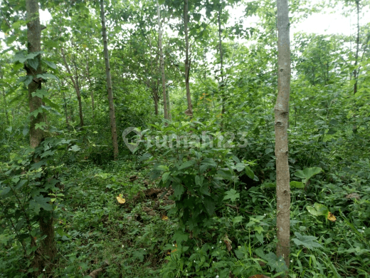 Tanah Invest Untuk Kebun Cigudeg Bogor 2