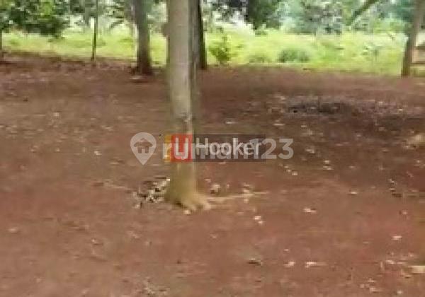 Tanah Luas Di Cilengket Mekarsari Cileungsi