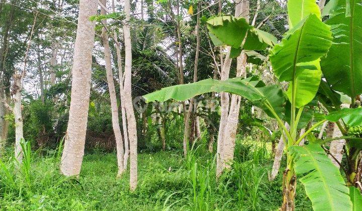 Tanah view jungle hutan lembah sawah keren di tampak siring 2