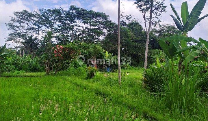 Tanah view jungle hutan lembah sawah keren di tampak siring 1