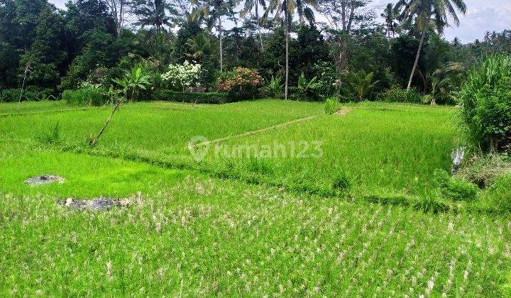 Tanah sawah super cantik cocok villa harga murah 2