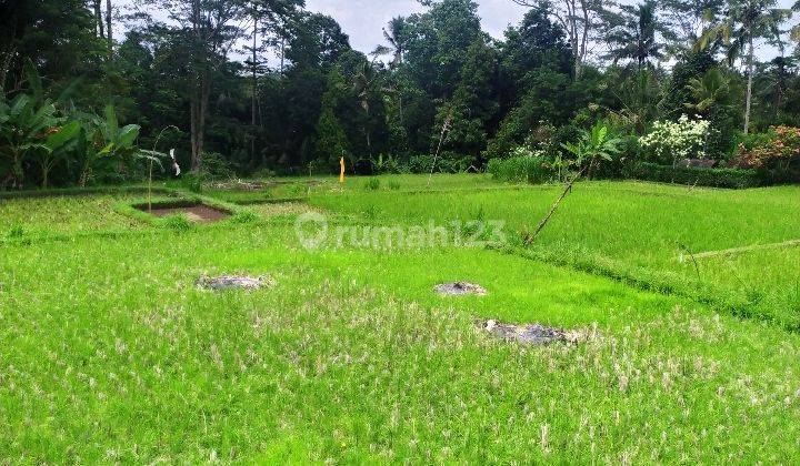 Tanah sawah super cantik cocok villa harga murah 1