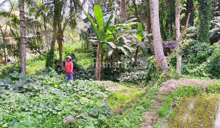 Tanah siap bangun view jungle sawah los sungai 1