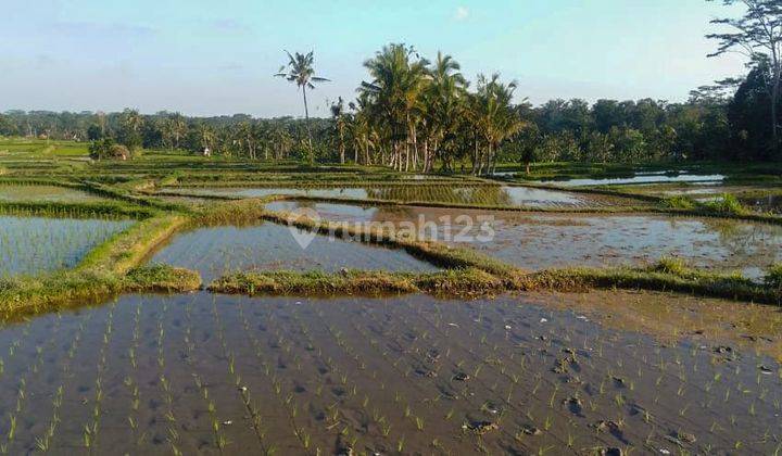 FULL VIEW RICE FIELD UBUD 2