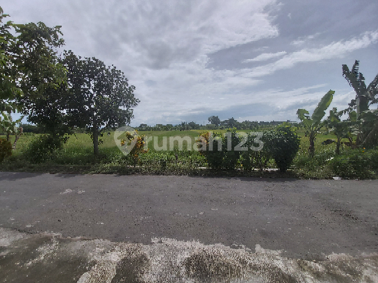 Tanah Murah Strategis Dekat Jalan Raya Solo Jogja Tanah Murah Strategis Dekat Jalan Raya Solo Jogja