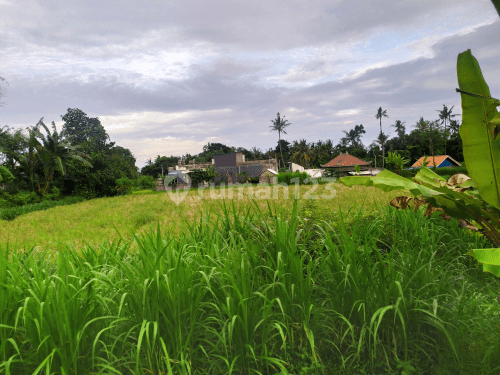 Land with beautiful rice field views at cheap prices near the beach 1