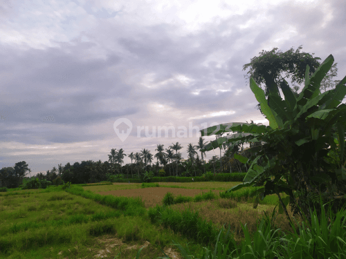 Land with beautiful rice field views at cheap prices near the beach 2