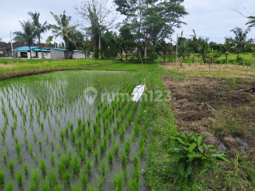 Tanah view sawah lembah keren di ubud 1