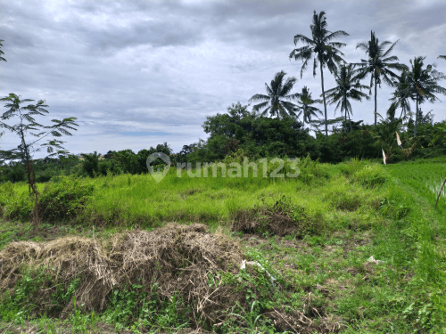 Tanah view sawah lembah keren di ubud 2