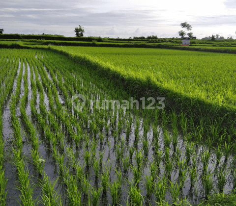 Tanah view keren siap bangun di ubud 1