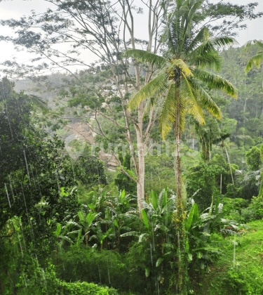 Tanah view jungle abadi 2