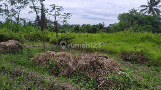 Tanah view lembah jungle sawah keren 1