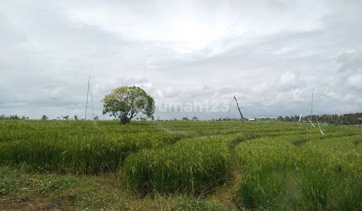 Tanah Canggu Dikelilingi View Sawah Dekat Jalan Raya 2