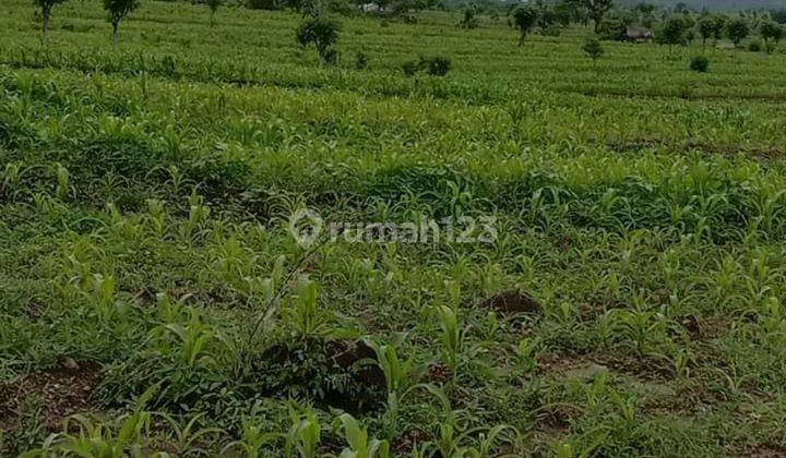 Lahan Murah dan Subur 2