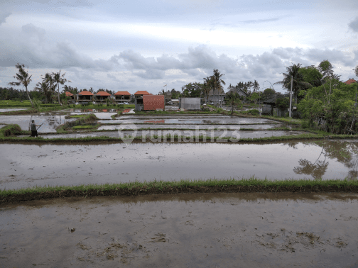 Tanah sawah terasering cocok villa pribadi 2