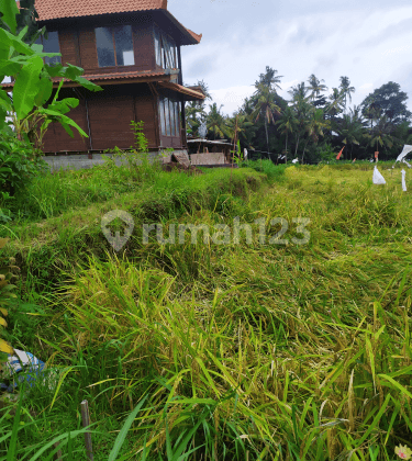 Tanah view sawah dekat pantai cocok villa pribadi 1