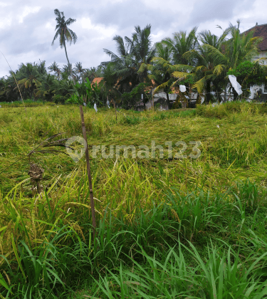 Tanah view sawah dekat pantai cocok villa pribadi 2