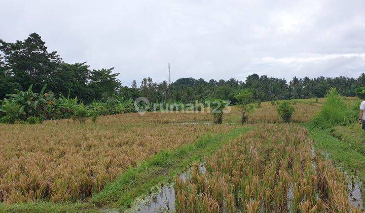 TANAH JL UTAMA FULL VIEW SAWAH DAN KELAPA SEUMUR HIDUP DI UBUD DEKAT MONKEY FOREST 1