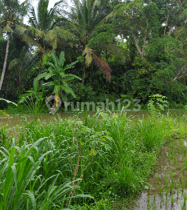 Small land with cool views of eternal rice fields jungle 2