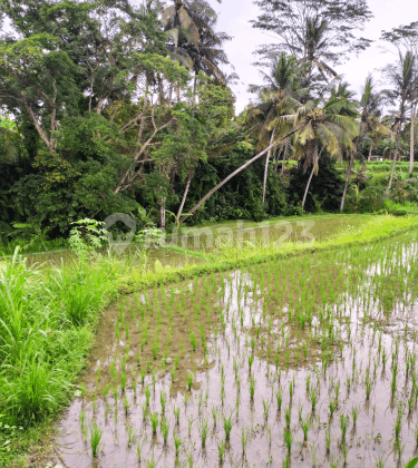 Small land with cool views of eternal rice fields jungle 1