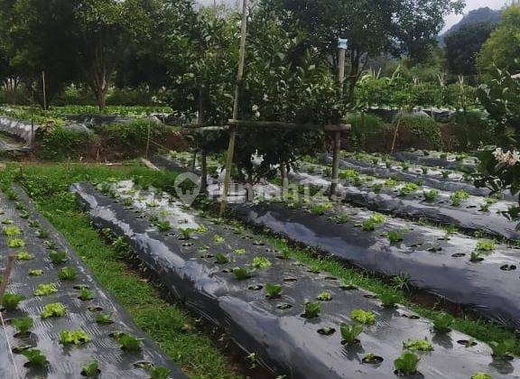 Tanah 1ha Cibodas Lembang Bandung Barat 1