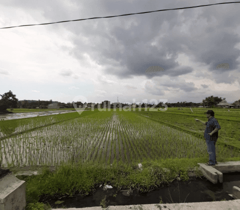 Tanah Sawah Gamping Sleman 1