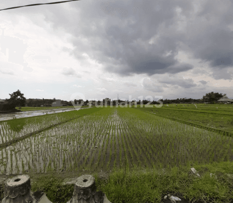 Tanah Sawah Gamping Sleman 2